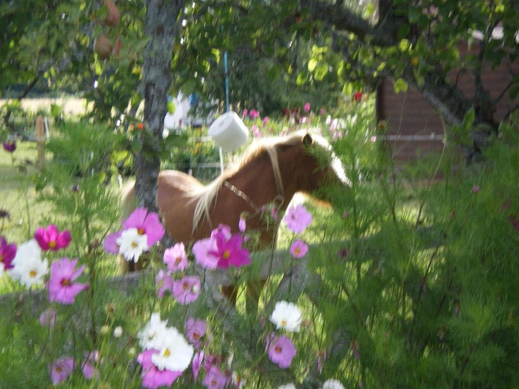 Le Trot'In Chair Bed & Breakfast Martigny-le-Comte Luaran gambar